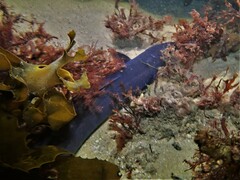 Conger wilsoni
