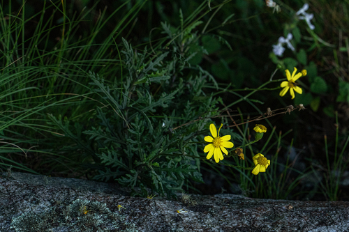 Senecio aetfatensis image