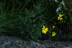 Senecio aetfatensis image