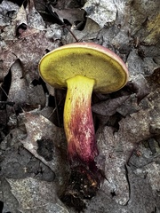 Baorangia