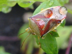 Elasmostethus interstinctus