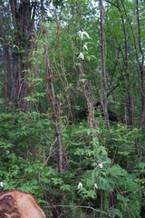 Clematis alpina sibirica