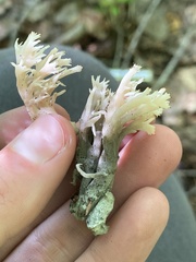 Clavulina cinerea