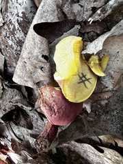 Baorangia