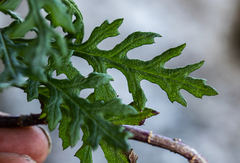 Senecio aetfatensis image