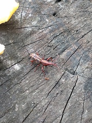 Arrhenodini