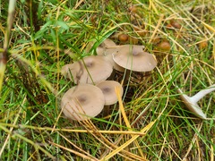 Clitocybe vibecina