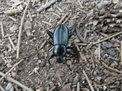 Tenebrioninae