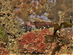 Helcogramma decurrens
