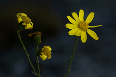 Senecio aetfatensis image