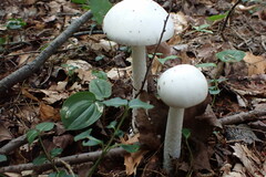 Amanita virosa