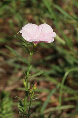 Convolvulus cantabrica
