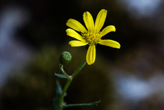 Senecio aetfatensis image