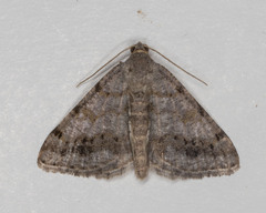 Digrammia ocellinata