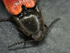 Ampedus cinnaberinus