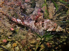 Thysanophrys cirronasus