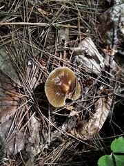 Gliophorus