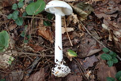 Amanita virosa