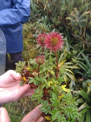 Acaena ovalifolia