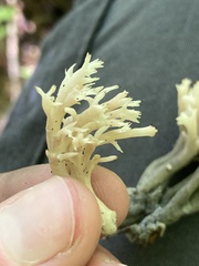 Clavulina cinerea