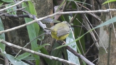 Basileuterus culicivorus