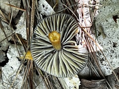 Gliophorus