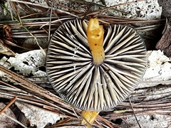 Gliophorus