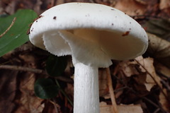 Amanita virosa