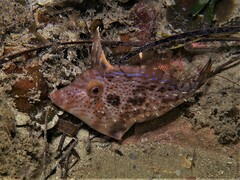 Scobinichthys granulatus