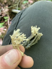 Clavulina cinerea