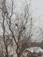 Coccothraustes coccothraustes