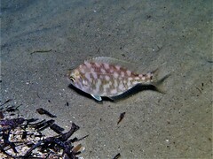 Parequula melbournensis