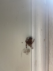 Araneus diadematus