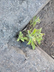 Gamochaeta americana