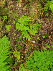 Xeromphalina cauticinalis