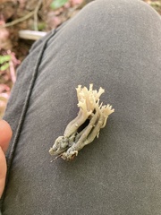 Clavulina cinerea