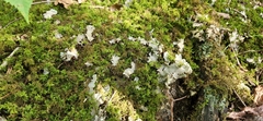 Peltigera canina