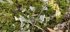 Peltigera canina