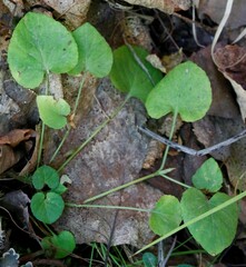 Viola sacchalinensis