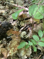 Clavulina cinerea