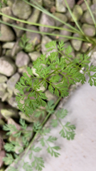 Chaerophyllum tainturieri