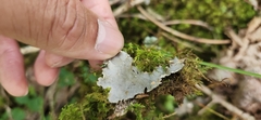 Peltigera canina