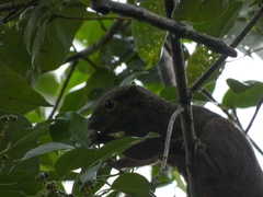 Callosciurus notatus