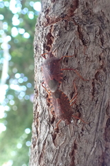 Apodiphus integriceps