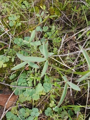 Indigofera psoraloides