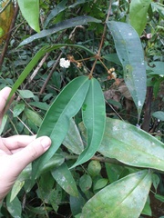 Myrcia ferruginea