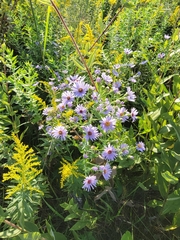 Symphyotrichum laeve