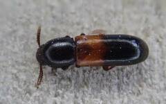 Corticeus fasciatus