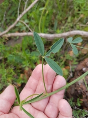 Indigofera psoraloides
