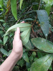 Myrcia ferruginea
